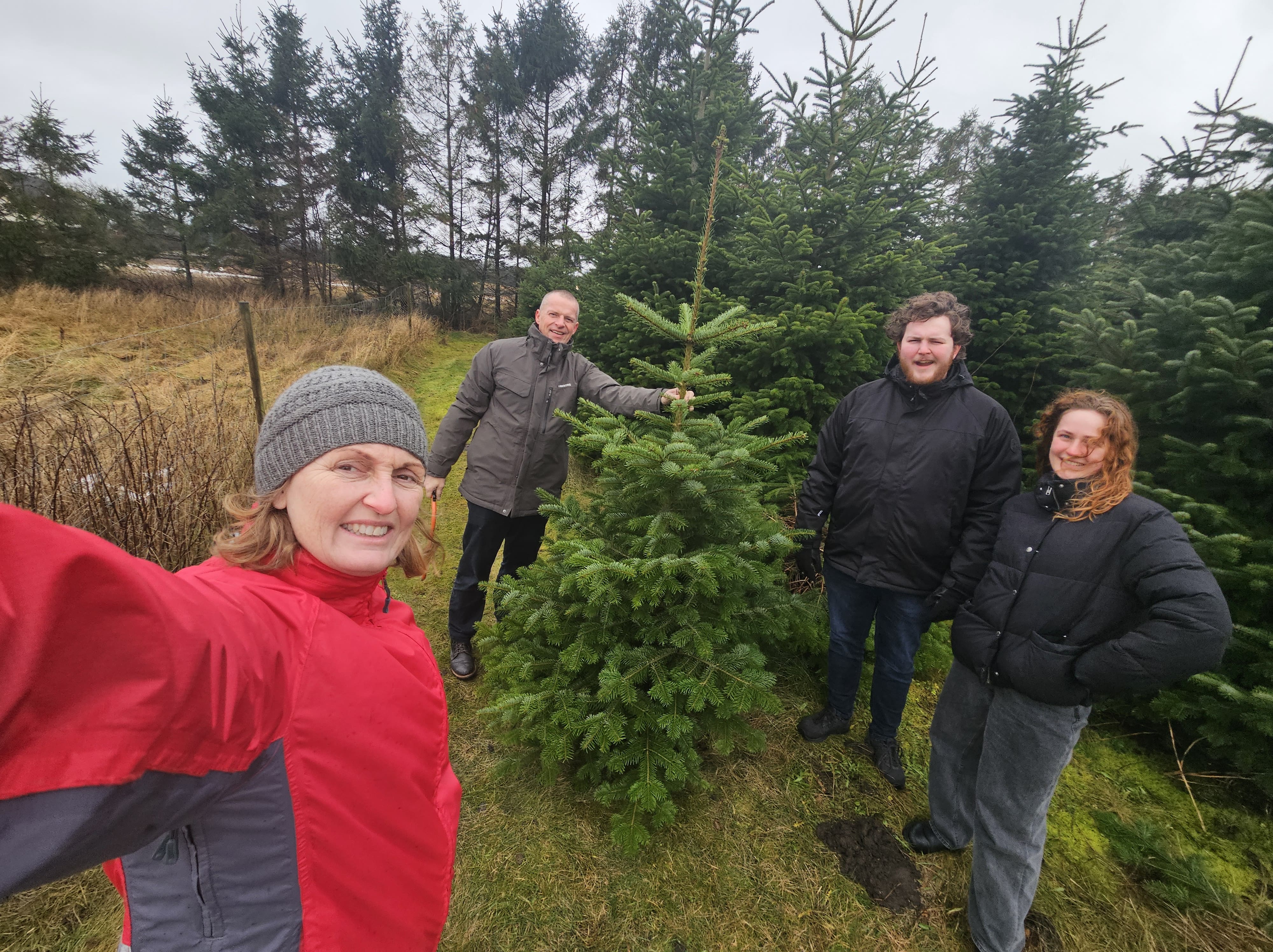 Juletræ hentes - Finding Christmas tree
